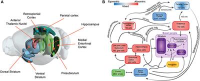 The Neuroscience of Spatial Navigation and the Relationship to Artificial Intelligence